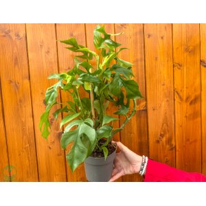 Monstera Minima (Rhaphidophora tetrasperma) - výška 35-40 cm, kont. C1,5L